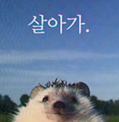 [멤표] 화면깨진대서제목수줄여봄 | 인스티즈